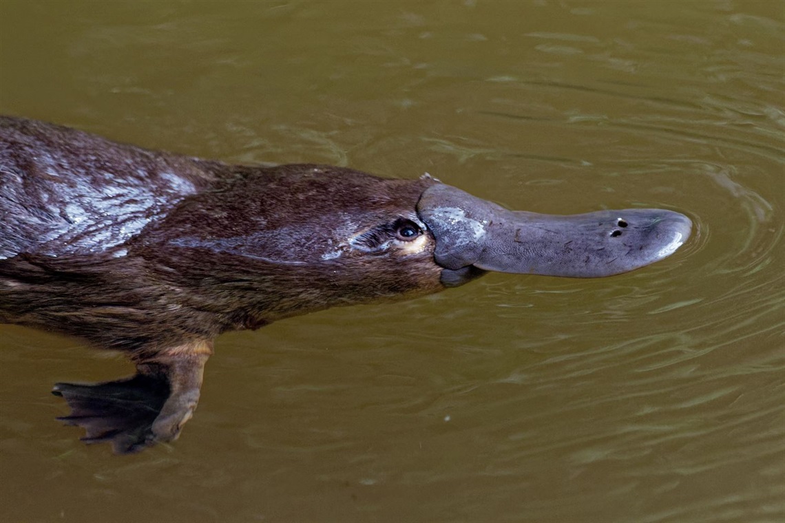 Platypus-purchsed-imagesmaller.jpg
