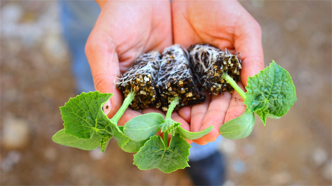 Hands holding seedlings
