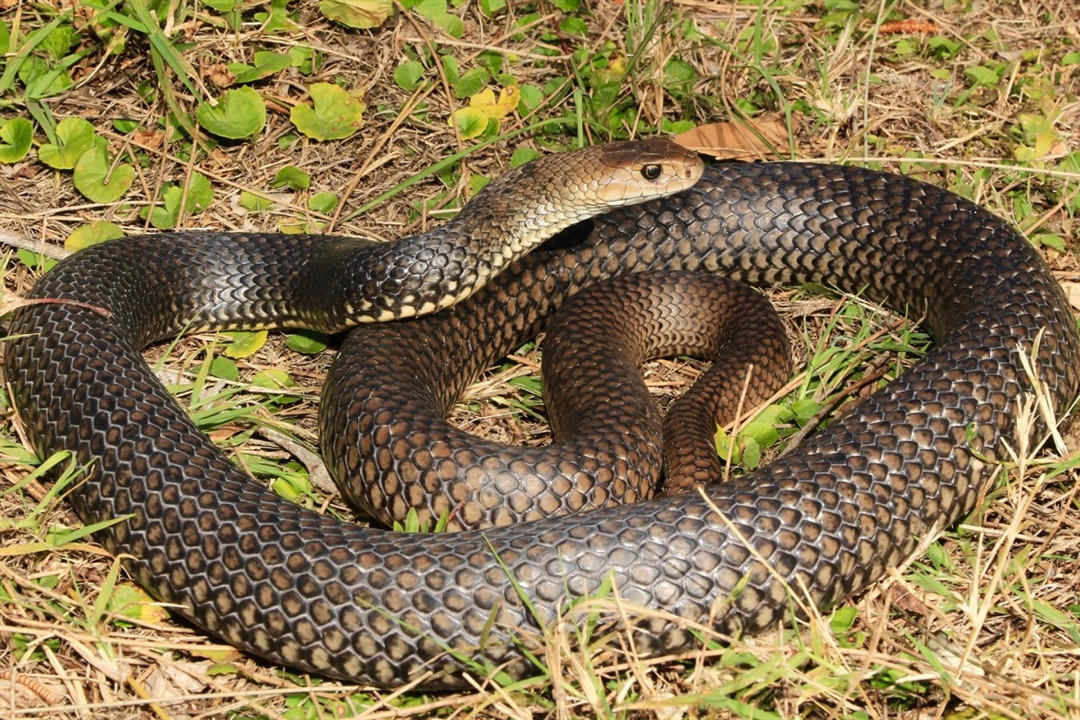 Snakes in Nillumbik - Nillumbik Shire Council Snakes in Nillumbik - Nillumbik Shire Council