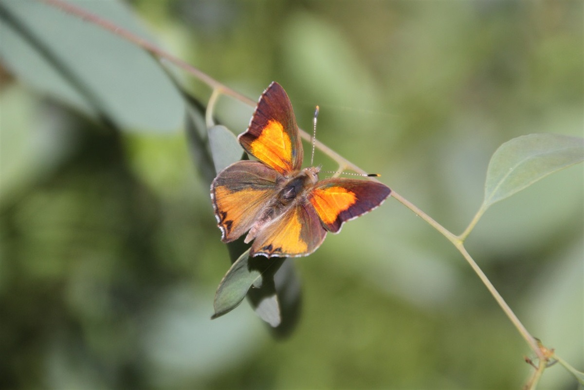 Copper banded butterfly for sale