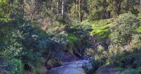 Photo of a creek flanked by grassy banks, wattle trees and gum trees