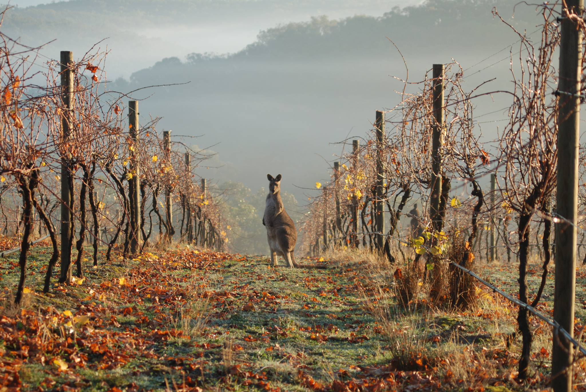 Nillumbik Estate kangaroo image.JPG