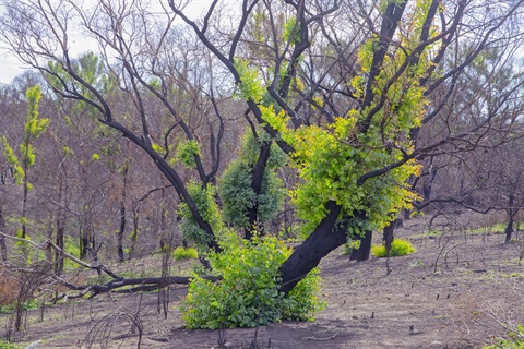 Photo of a burnt tree with bright green regrowth