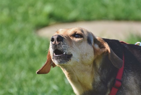 Photo of a dog barking