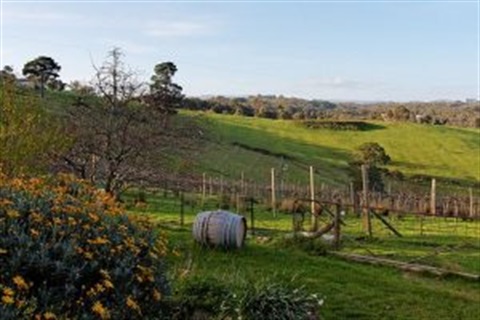 Hildebrand ridge organic.jpg