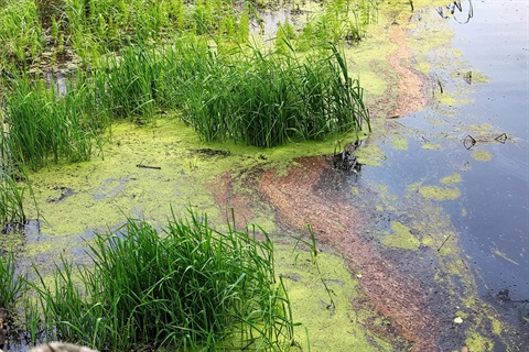 Green grass growing out of still water of a lake or dam, and bright green scum floating on the surface of the water
