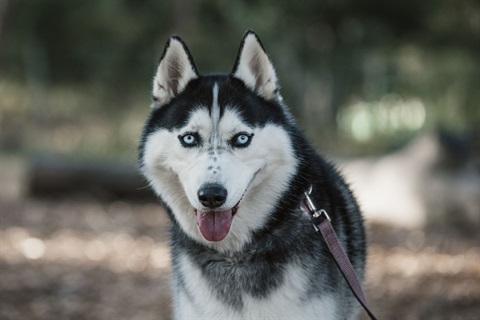 Husky on lead in Diamond Creek looks into the camera