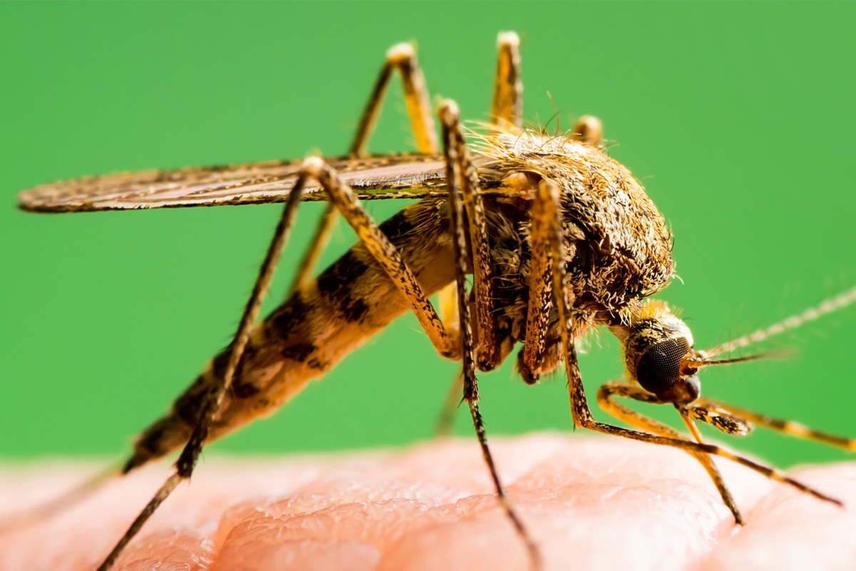 cigarette smoke mosquitoes Natural mosquito defense without harsh sprays These aromatherapy sti summeressentialsNaturaleaceful outdoor space so you can enjoy summer nights in peace#mosquitorepellent #nomoremosquitoes Indoor air pollution warning: Chest