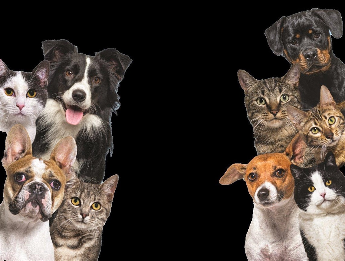 dogs.jpg