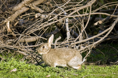 wild rabbit.JPG