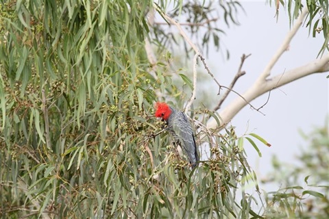birdwalk.jpeg