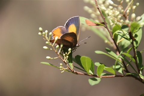 Eltham Copper Butterfly event.JPG