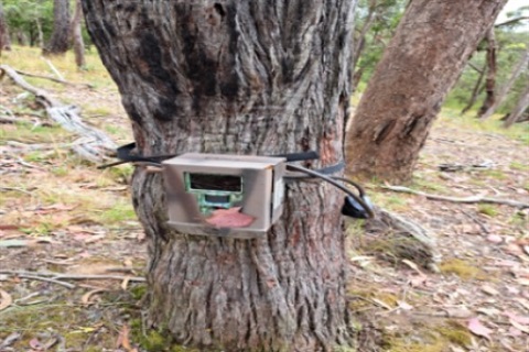 Fauna monitoring device strapped to tree 
