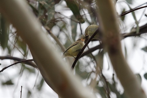 Bird for birdwalk event