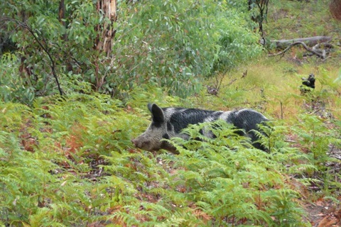 feral-pig_anonymous.jpg