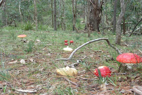 Youth Fungi Foray June 2026