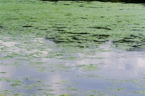 This is an image of blue green algae. 