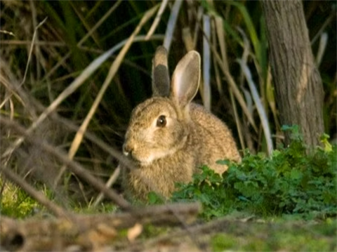 rabbit image for workshop.png