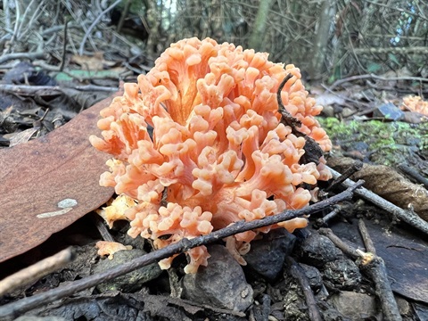 ramaria.jpg