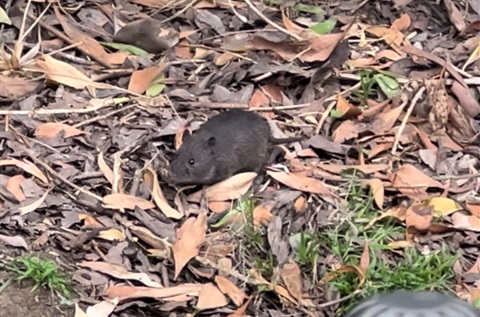 Swamp rat.jpg
