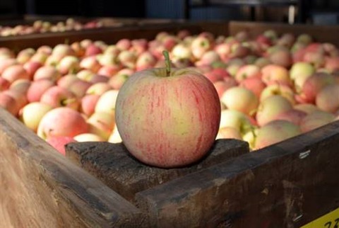 Apteds-Orchard-Apple