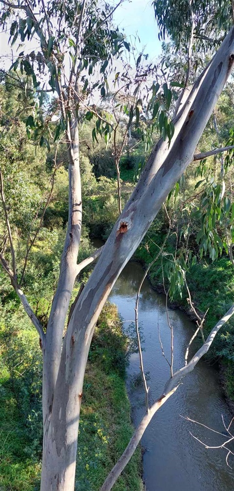 walking the plenty river.jpg