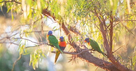 Photo of three rainbow lorikeets sitting in a tree