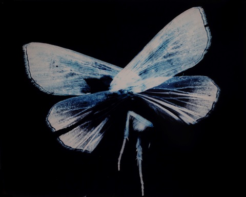 A black background with a blue, white central moth-like form. 