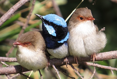 A photo of three small birds on a branch