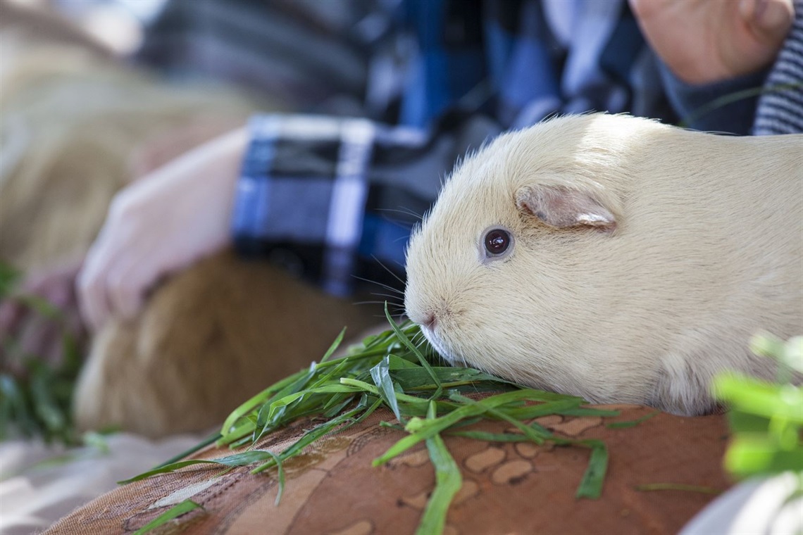 Meet the guinea pigs during Children's Week celebrations