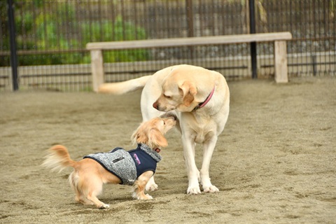 This is a photograph of two dogs playing in a dog park.