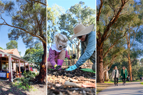 This image contains three photographs: from left, a large mature tree in front of a shop in Hurstbridge, a woman and child planting a tree in Eltham, and two women walking along a trail in a park with large mature trees.