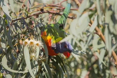 A rainbow lorikeet sits among tree leaves and blossom