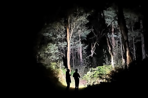 Two figures are silhouetted against the bush, which is lit up by a torch at night
