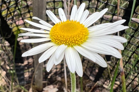 Bracyscome diversifolia_anonymous.jpg