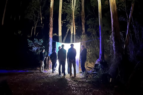Tall tree trunks are lit up at night time, there is a large white sheet lit from behind and several people looking at the sheet