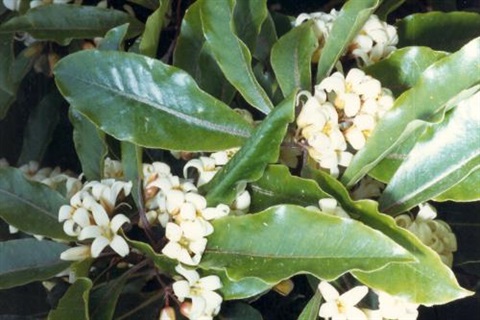 Sweet Pittosporum flowers.jpg