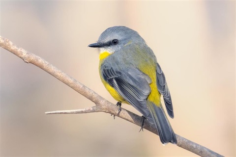 A small robin with grey and yellow feathers sits on a branch