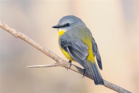 Yellow robin on a branch
