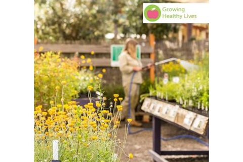 Trays of plants with bright yellow flowers are displayed on nursery tables. A worker is watering the tables.