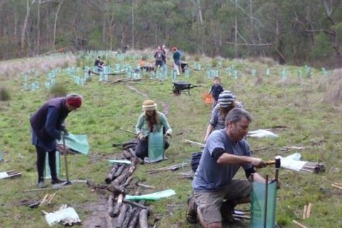 Several people are planting in an open area surrounded by trees