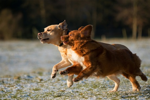 DC-dog-park-PN-resize.png