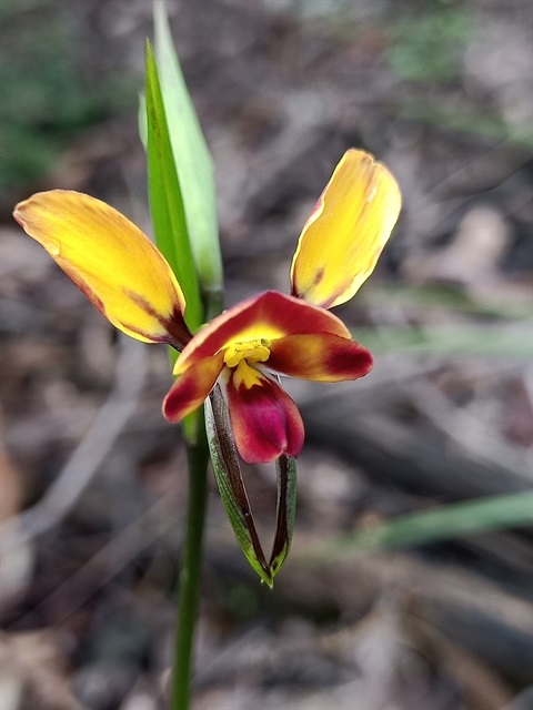 Diuris-orientis-Wallflower-orchid-2-resized