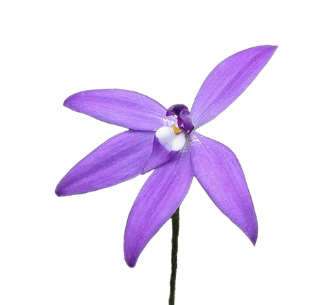 Logo-Glossodia-major-I.-Margitta-white-bg