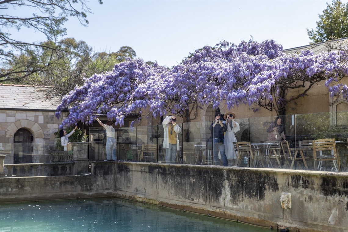 A large wisteria vine covered in purple flowers climbs over a patio surrounding a pool. People are standing underneath the vine and taking photos.